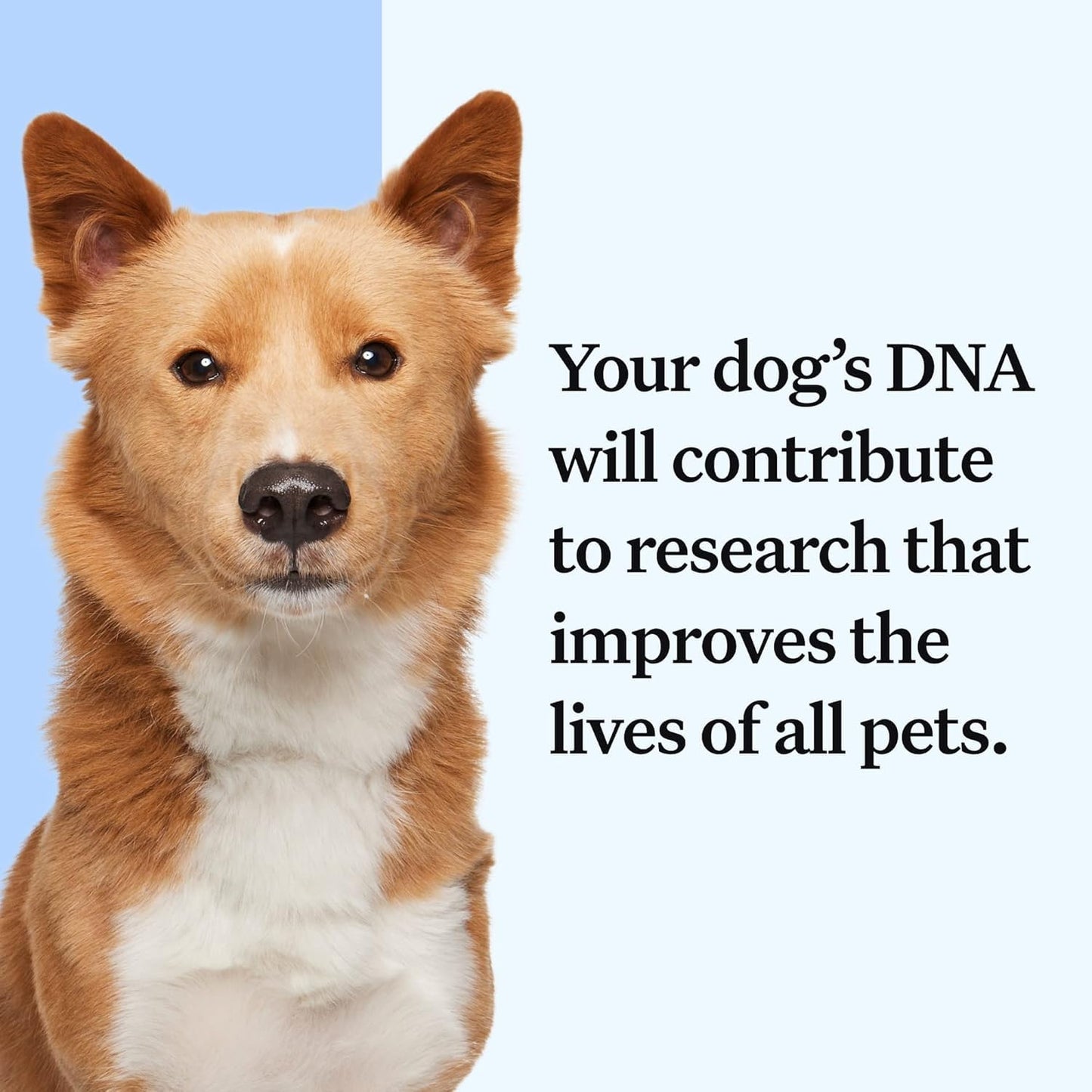 Wisdom Panel Essential Dog DNA Kit – Breed + Health Insights in One Test