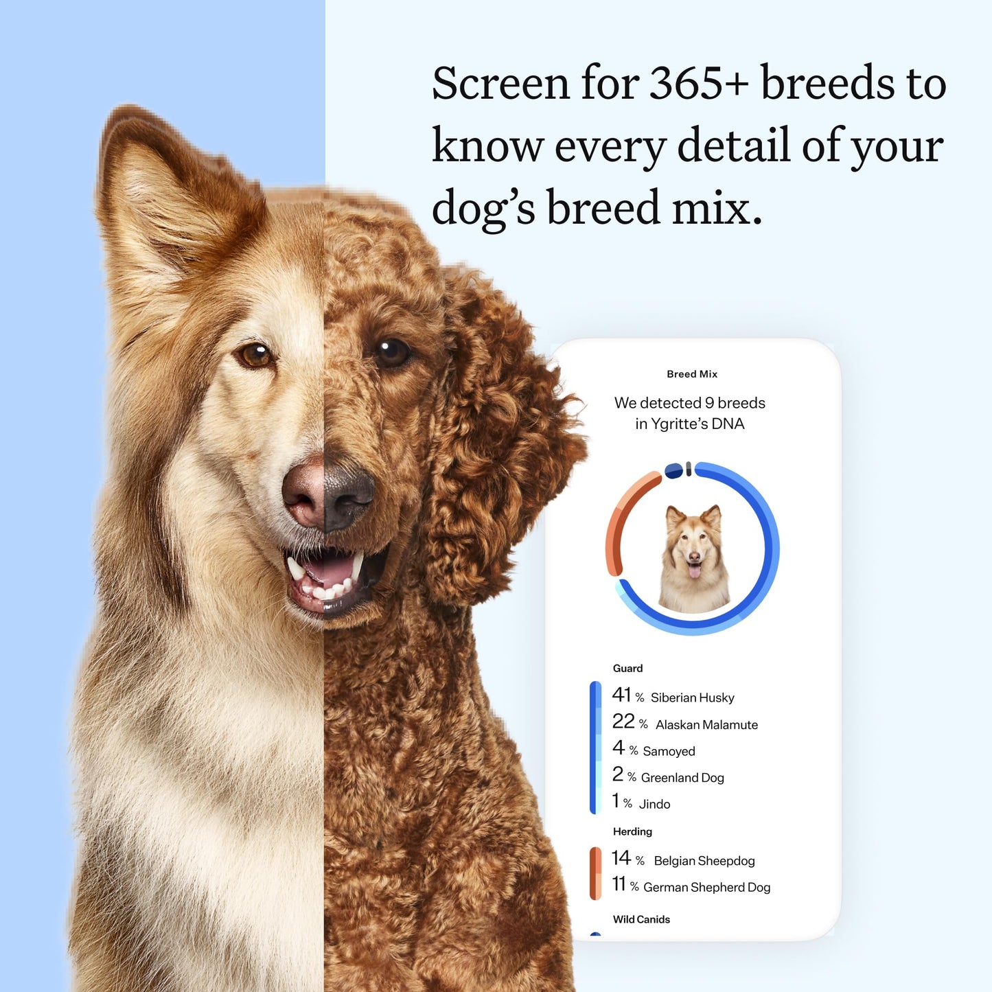 Wisdom Panel Essential Dog DNA Kit – Breed + Health Insights in One Test