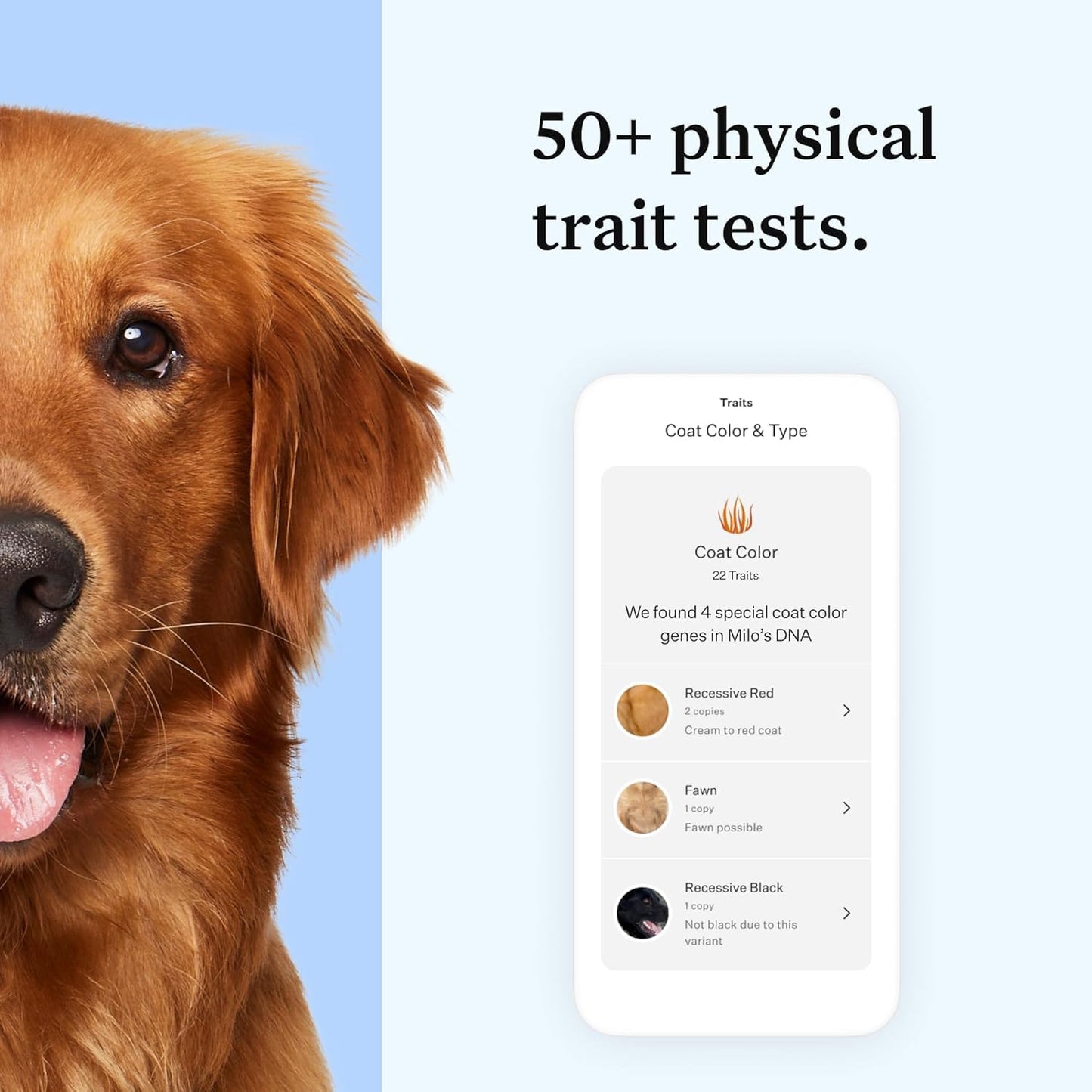 Wisdom Panel Essential Dog DNA Kit – Breed + Health Insights in One Test