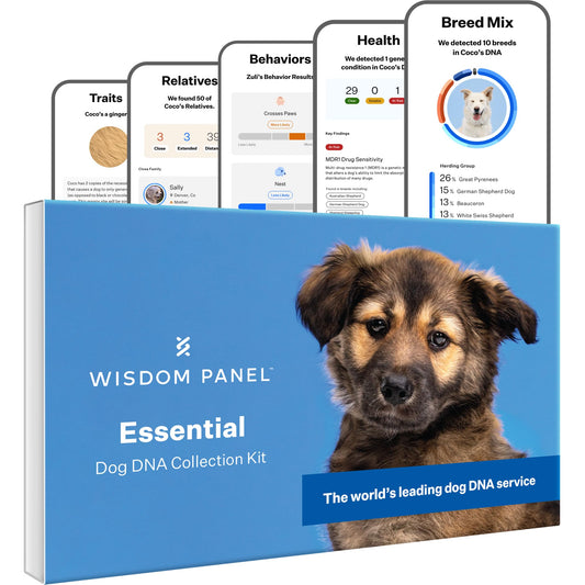 Wisdom Panel Essential Dog DNA Kit – Breed + Health Insights in One Test